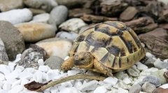 Jak dbać o żółwia ziemi